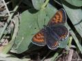 Lycaena helle (Menekşe Bakırgüzeli)